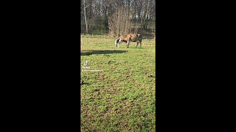 Momma cow loving baby girl calf.