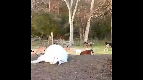 Goat playing with dog