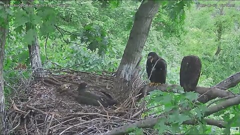 Hays Bald Eagles Nest has a Blue Jay visitor 2022 05 23 1518