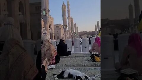 Wait for it..😻 #shorts #cat #madinah #islam