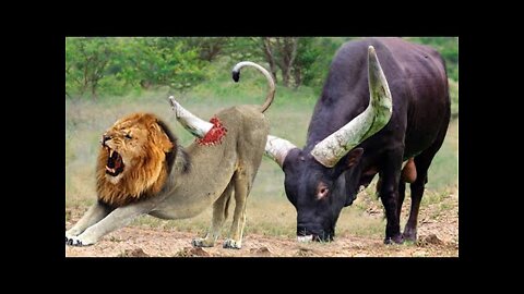 God Gave Strength To Buffalo Leading Herd Rescues His Teammates From Lion Chase - Wild Animal Attack