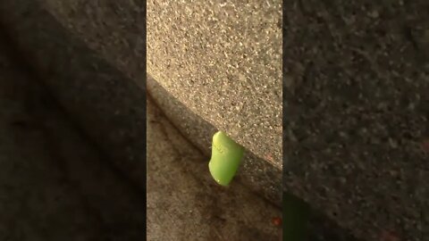 Monarch Chrysalis In Bad Place (Sad Ending)! #Shorts 😬