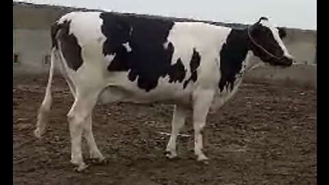 Beautiful friesian cow at farm