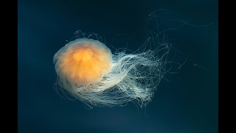 🌎's Largest Jelly 🐠🐟