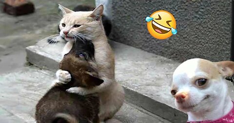 Funniest Cats And Dogs Videos 😁 - Best Funny Animal Videos 2024 🥰