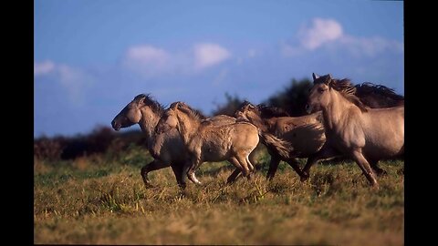 The wild horses that are rewilding Britain