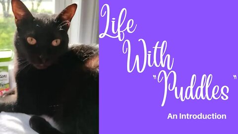 LIFE WITH "PUDDLES": MEET SHADOW--AN INTRODUCTION