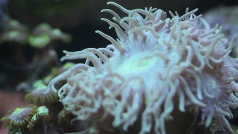 Coral and underwater marine life