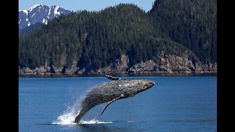 Southern Right Whale!