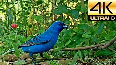 Birdwatching: Indigo Bunting, Middle Tennessee