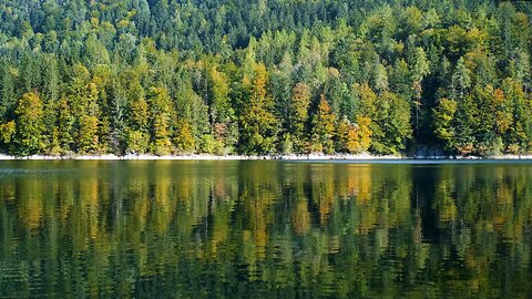 Autumn Serenity: Lakeside Trees and Birdsong