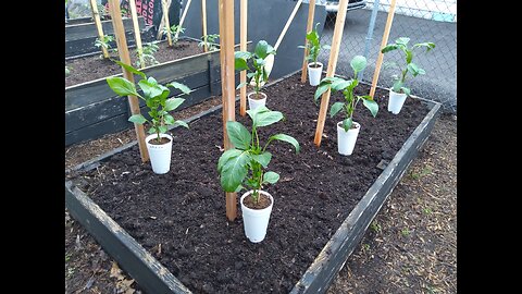 Planting our Giant Marconi Pepper Plants 5/8/23