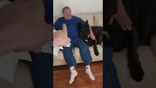 Cane Corso Cuddles Grandpa #shorts #funnydogs #viral