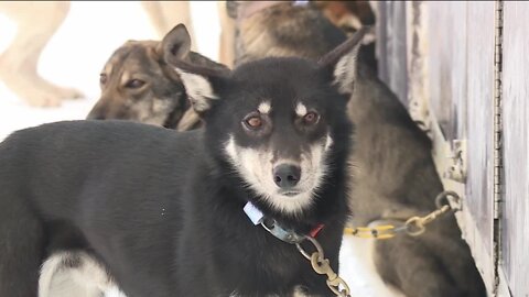 Marquette Preps for UP200 Sled Dog Race to Start