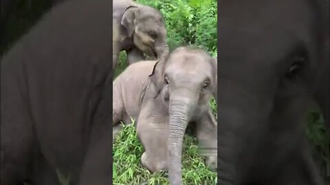 Elephants naughty video Baby elephants playing #66