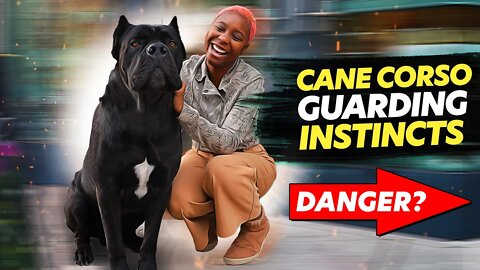 Cane Corso GUARDS Stranger IN ACTION!