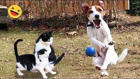 Funniest dogs & cats- compilation