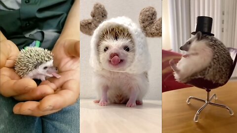 Cute Little Hedgehogs Compilation / TRY NOT TO AWW!