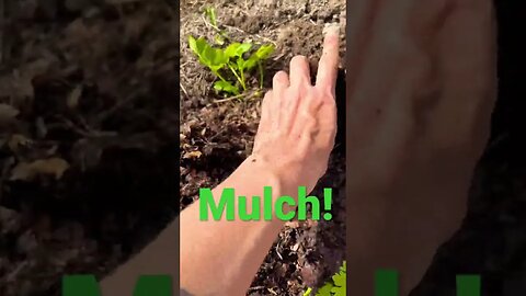 Mulching Veggie Seedlings in the Garden