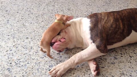 Tiny Chihuahua Puppy Teases Sleepy American Bulldog