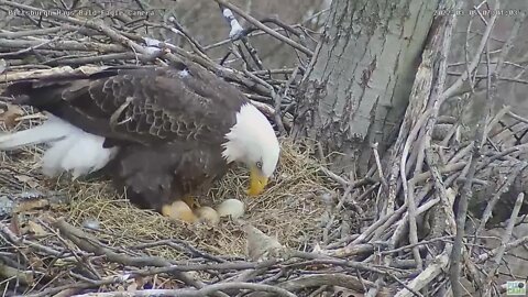 Hays Eagles Mom flies off the nest, Dad comes in with fish eats some and incubates 2022 03 05 6;59am