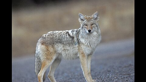 Coyotes Howling