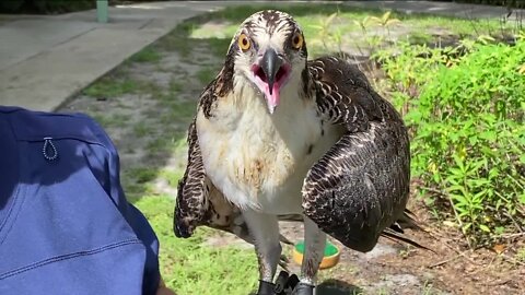 Charley the osprey finds a new home at Moccasin Lake Nature Park in Clearwater