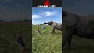 anão jogando bola com elefante 😂😂😂