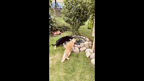 Cats at the garden pond