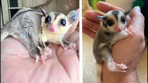 SUGAR GLIDERS Flying - Funny & Cute Compilation