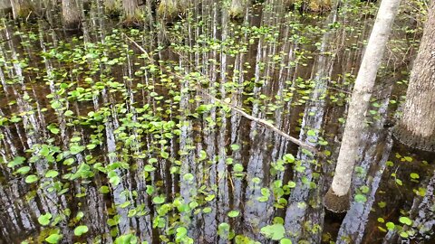 Grand Bay WMA Wetland - Spring 2022