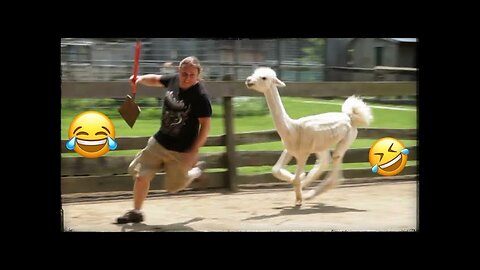 Funny Animals Scarring And Chasing People