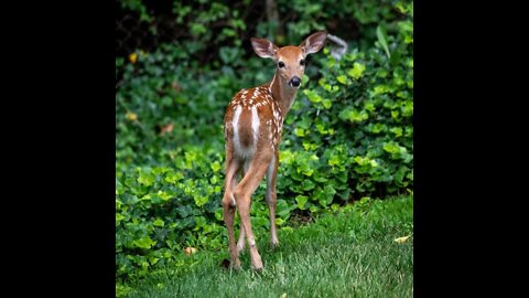 Dog's Trying to Catch the deer little Baby!