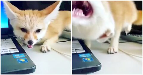 Baby Fox be like: You have no time for me No work from now