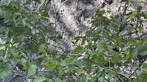 So many Golden Finch bathing