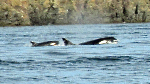 Whale Watching Tour from Anacortes, WA to Victoria, Canada and back!