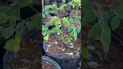 Make $10k a Month Growing Moringa Trees