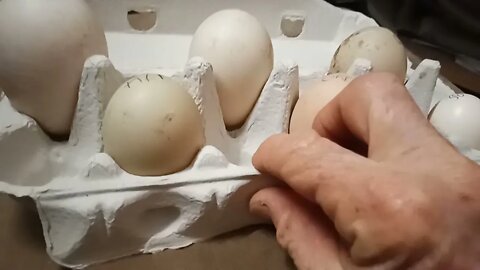 Very Large Duck egg, comparing eggs, Bantam, Chicken, Duck and large Duck eggs 12th April 2021