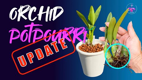 SUSPENDED Potting Up Method UPDATE | Laelia pabstii | Laelia cardimii Laelia briegeri UPDATE