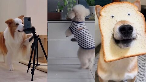 Best Of The 2023 Funny Pet Videos 😁 - Cutest Animals Ever