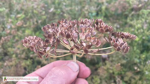 Harvesting Parsnip Seeds