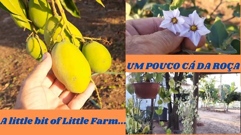 Um Pouco da Roça... Good Life is Life on the Small Farm...