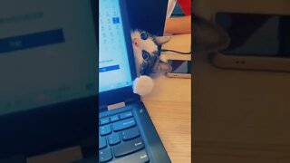 FUNNY CUTE KITTEN - Tiktok Compiled #Shorts