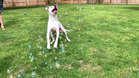 Dog Enjoys Popping Bubbles More Than Kids Do!