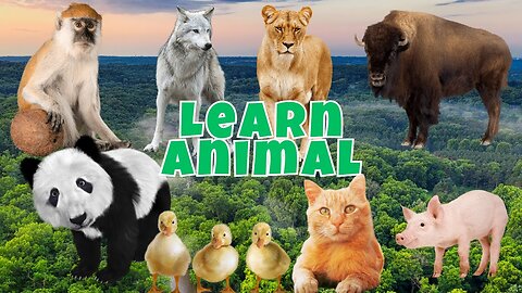 Learn Animals Video, Lion,Cat,Dog,Sheep,Cow,Swan,Chicken, Cute Funny Animals - 🐓Singing cock🐓