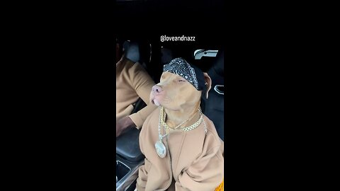 Feel rap | Rapper Dog 😂♥️