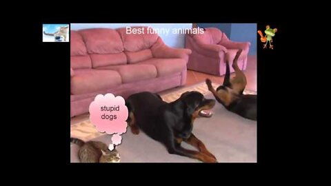 COPY CAT funny dogs funny cats funny animals