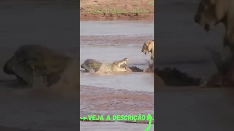 LEÕES TENTAM SEGURAR O JACARÉ #shorts #planetaanimalshorts #animals