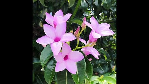 Cryptostegia Grandiflora, Flowering Rubber Vine Climbing Shrub