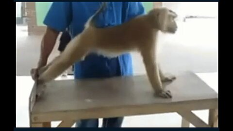 Monkey 🐒🐵 king Comedy Funny video 🤣